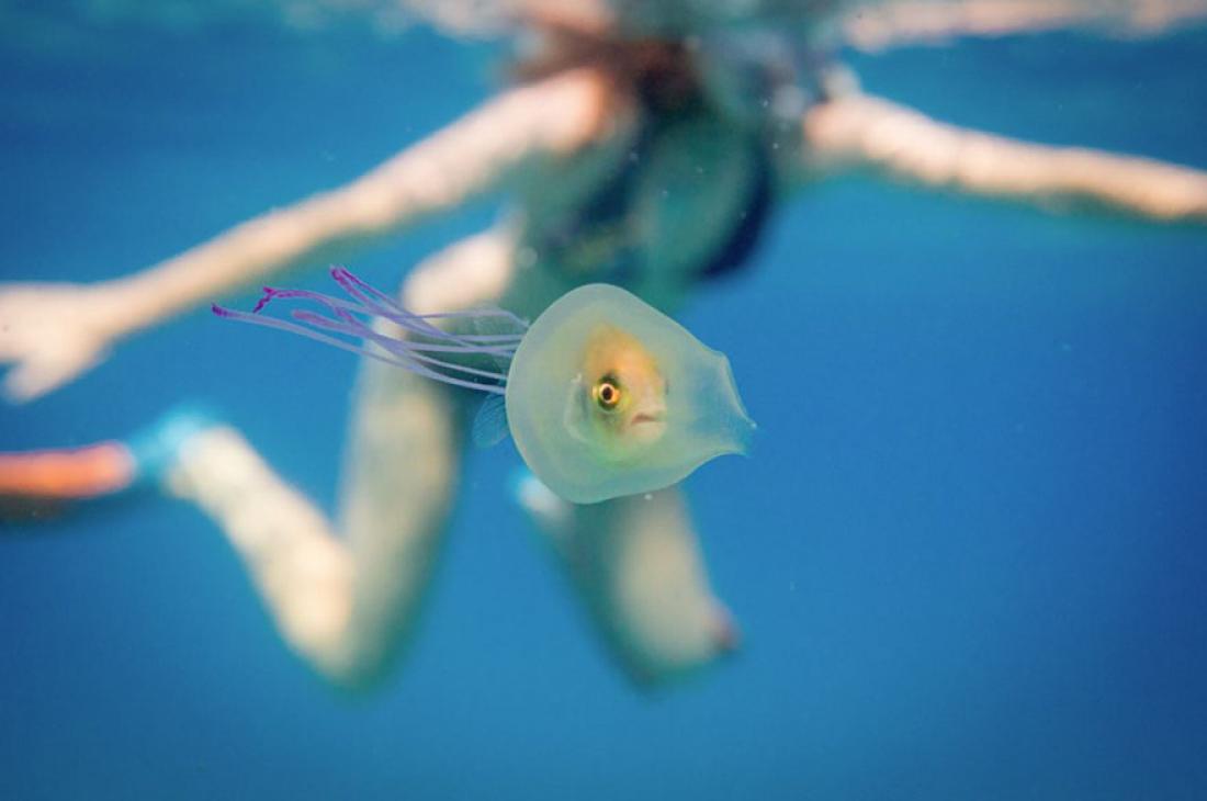 Απίστευτη φωτογραφία: Ψάρι παγιδεύτηκε μέσα σε μέδουσα