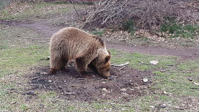 Νεκρή από σφαίρες αρκούδα στην περιοχή Βροντερό Πρέσπας