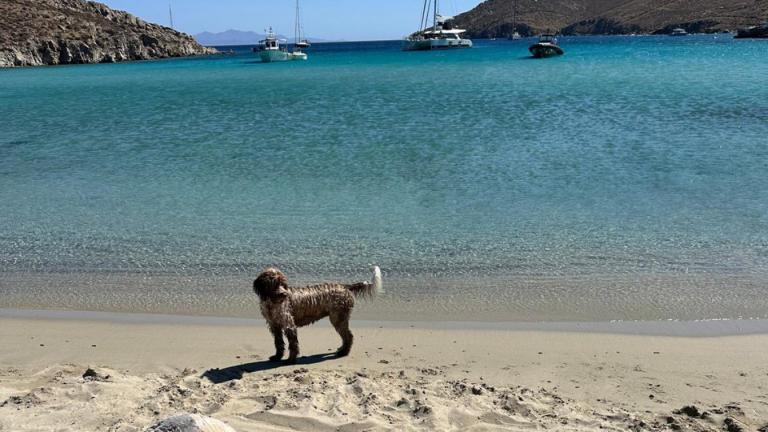 beach-dog