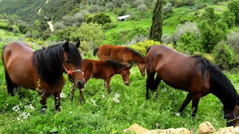 Η αρχαιότερη ράτσα αλόγου στο κόσμο ζει μόνο στην Κρήτη εδώ και χιλιάδες χρόνια
